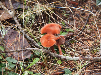 [Several burnt-orange colored mushrooms with irregular-shaped caps grow among fallen branches.]